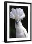 Umbrella Cockatoo (Cadatua Alba)-Lynn M^ Stone-Framed Photographic Print
