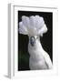 Umbrella Cockatoo (Cadatua Alba)-Lynn M^ Stone-Framed Photographic Print