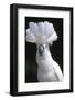 Umbrella Cockatoo (Cadatua Alba)-Lynn M^ Stone-Framed Photographic Print