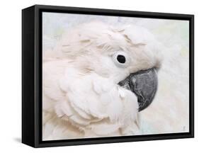 Umbrella Cockatoo Portrait-Jai Johnson-Framed Stretched Canvas