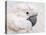 Umbrella Cockatoo Portrait-Jai Johnson-Stretched Canvas