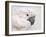 Umbrella Cockatoo Portrait-Jai Johnson-Framed Giclee Print