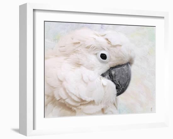 Umbrella Cockatoo Portrait-Jai Johnson-Framed Giclee Print