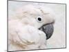 Umbrella Cockatoo Portrait-Jai Johnson-Mounted Giclee Print