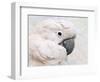 Umbrella Cockatoo Portrait-Jai Johnson-Framed Giclee Print