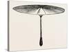 Umbrella for Hawks-null-Stretched Canvas