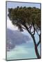 Umbrella Pine and the Amalfi Coast from Villa Rofolo in Ravello-Martin Child-Mounted Photographic Print