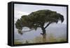 Umbrella Pine in Sicilian Landscape, on the Slopes-null-Framed Stretched Canvas