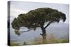 Umbrella Pine in Sicilian Landscape, on the Slopes-null-Stretched Canvas