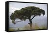 Umbrella Pine in Sicilian Landscape, on the Slopes-null-Framed Stretched Canvas