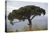 Umbrella Pine in Sicilian Landscape, on the Slopes-null-Stretched Canvas