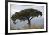 Umbrella Pine in Sicilian Landscape, on the Slopes-null-Framed Photographic Print