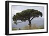 Umbrella Pine in Sicilian Landscape, on the Slopes-null-Framed Photographic Print