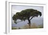 Umbrella Pine in Sicilian Landscape, on the Slopes-null-Framed Photographic Print