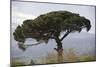 Umbrella Pine in Sicilian Landscape, on the Slopes-null-Mounted Photographic Print