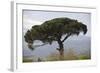 Umbrella Pine in Sicilian Landscape, on the Slopes-null-Framed Photographic Print