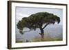 Umbrella Pine in Sicilian Landscape, on the Slopes-null-Framed Photographic Print