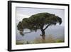 Umbrella Pine in Sicilian Landscape, on the Slopes-null-Framed Photographic Print