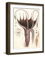 Umbrella Squid, 1835-Antoine Chazal-Framed Giclee Print