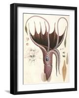 Umbrella Squid, 1835-Antoine Chazal-Framed Giclee Print