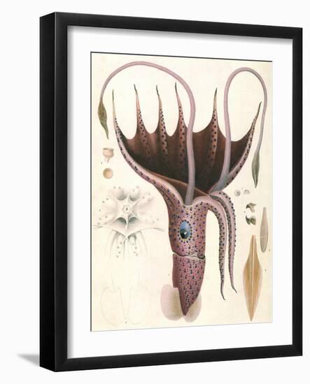 Umbrella Squid, 1835-Antoine Chazal-Framed Giclee Print