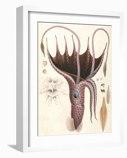 Umbrella Squid, 1835-Antoine Chazal-Framed Giclee Print