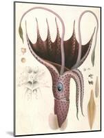 Umbrella Squid, 1835-Antoine Chazal-Mounted Giclee Print