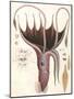 Umbrella Squid, 1835-Antoine Chazal-Mounted Giclee Print