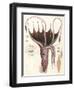 Umbrella Squid, 1835-Antoine Chazal-Framed Giclee Print