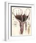 Umbrella Squid, 1835-Antoine Chazal-Framed Giclee Print