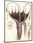 Umbrella Squid, 1835-Antoine Chazal-Mounted Giclee Print