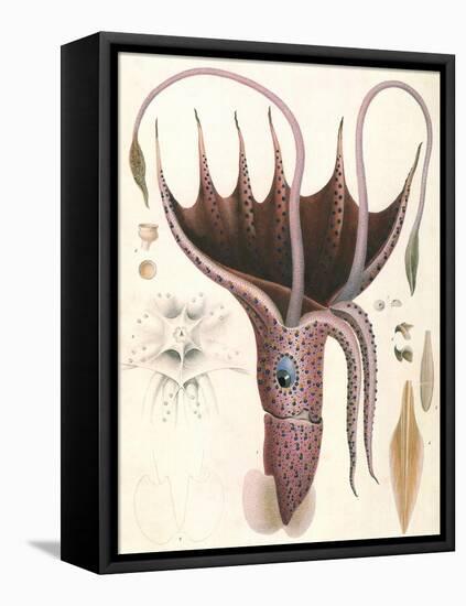 Umbrella Squid, 1835-Antoine Chazal-Framed Stretched Canvas