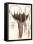 Umbrella Squid, 1835-Antoine Chazal-Framed Stretched Canvas