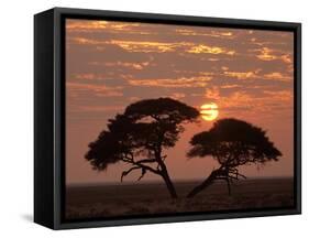 Umbrella Thorn Acacia Giant Individual in Savannah-null-Framed Stretched Canvas