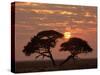 Umbrella Thorn Acacia Giant Individual in Savannah-null-Stretched Canvas