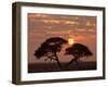 Umbrella Thorn Acacia Giant Individual in Savannah-null-Framed Photographic Print