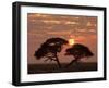 Umbrella Thorn Acacia Giant Individual in Savannah-null-Framed Photographic Print