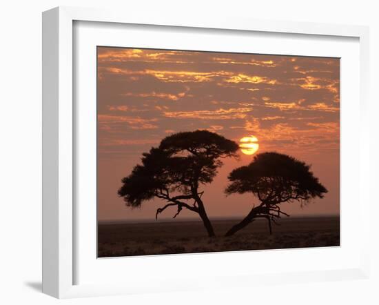 Umbrella Thorn Acacia Giant Individual in Savannah-null-Framed Photographic Print