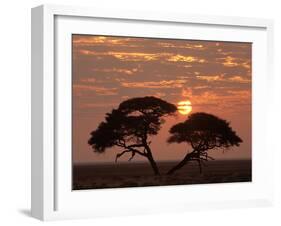 Umbrella Thorn Acacia Giant Individual in Savannah-null-Framed Photographic Print