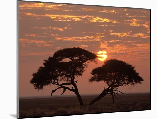 Umbrella Thorn Acacia Giant Individual in Savannah-null-Mounted Photographic Print