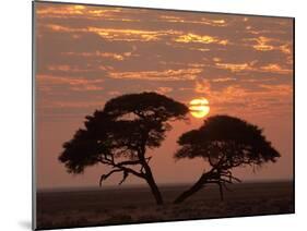 Umbrella Thorn Acacia Giant Individual in Savannah-null-Mounted Photographic Print