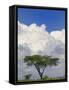 Umbrella Thorn Acacia, Lake Nakuru National Park, Kenya-Adam Jones-Framed Stretched Canvas