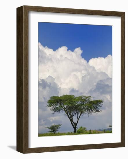 Umbrella Thorn Acacia, Lake Nakuru National Park, Kenya-Adam Jones-Framed Photographic Print