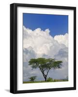 Umbrella Thorn Acacia, Lake Nakuru National Park, Kenya-Adam Jones-Framed Photographic Print