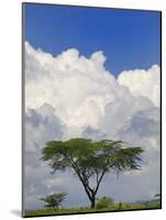 Umbrella Thorn Acacia, Lake Nakuru National Park, Kenya-Adam Jones-Mounted Photographic Print