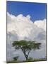 Umbrella Thorn Acacia, Lake Nakuru National Park, Kenya-Adam Jones-Mounted Photographic Print