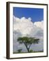 Umbrella Thorn Acacia, Lake Nakuru National Park, Kenya-Adam Jones-Framed Photographic Print