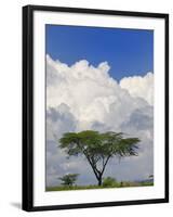 Umbrella Thorn Acacia, Lake Nakuru National Park, Kenya-Adam Jones-Framed Photographic Print