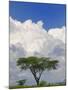 Umbrella Thorn Acacia, Lake Nakuru National Park, Kenya-Adam Jones-Mounted Photographic Print