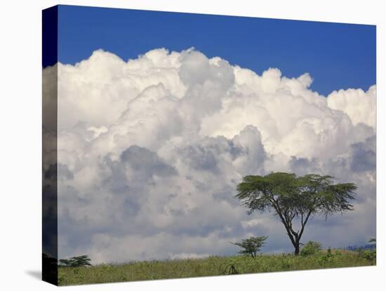 Umbrella Thorn Acacia, Lake Nakuru National Park, Kenya-Adam Jones-Stretched Canvas